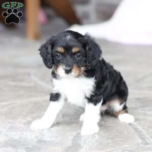 Brynn, Cavapoo Puppy